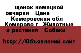 щенок немецкой овчарки › Цена ­ 30 000 - Кемеровская обл., Кемерово г. Животные и растения » Собаки   